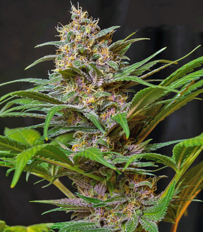 Семена сорта Sweet Special F1 Fast Version fem (Sweet Seeds)