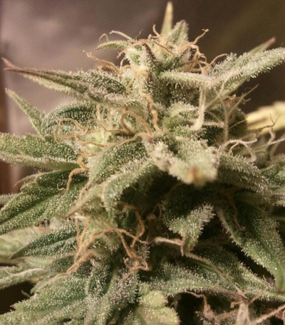 Семена сорта Auto Bubble fem (Female Seeds)