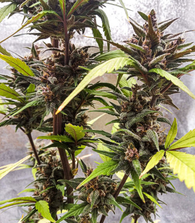 Семена сорта Blackberry auto fem (FastBuds)