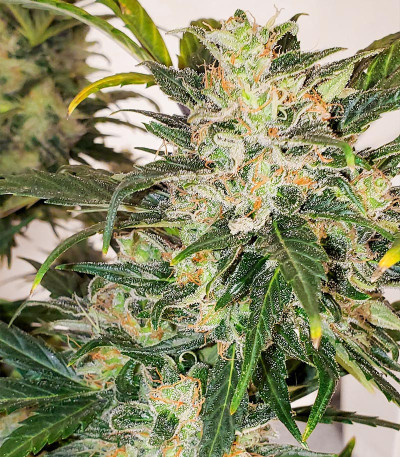 Семена сорта Chocodope fem (Victory Seeds)