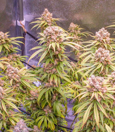 Семена сорта Gorilla Zkittlez fem (Семяныч)