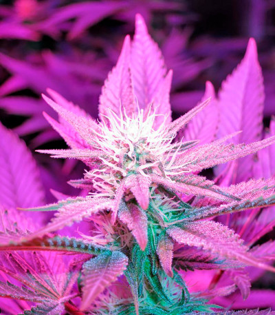 Семена сорта Lost Coast Hash Plant fem