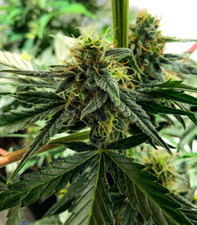 Семена сорта Super Glue #4 Auto fem (High Speed ​​Buds)