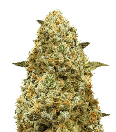 Семена сорта Monster Pebbles (Monster Genetics)