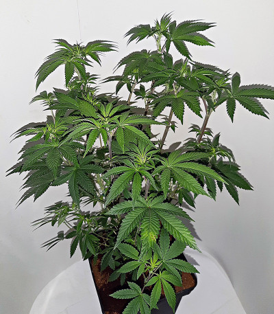 Семена сорта Bruce Banner #3 Fast fem (Original Sensible Seeds)