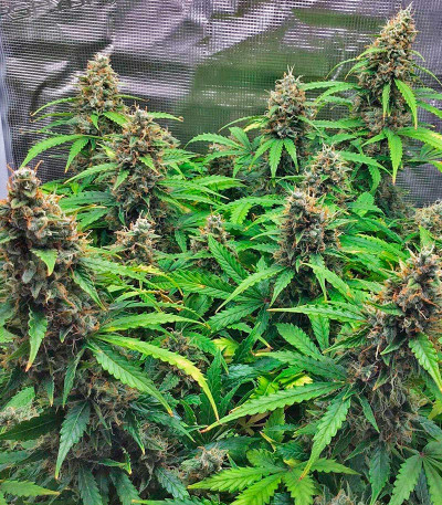 Семена сорта Godzilla Cookies Auto fem (Herbies Seeds)