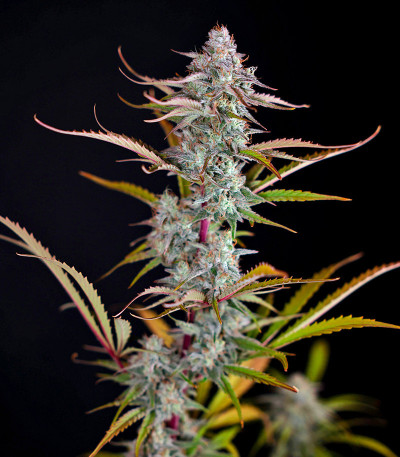 Семена сорта HighCloudZ Auto fem от Green House Seeds