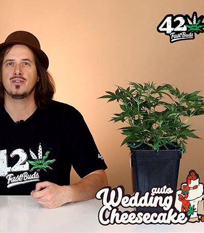 Семена сорта Wedding Cheesecake Auto fem (FastBuds)
