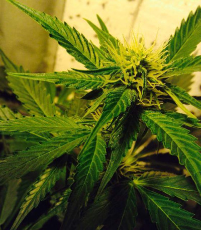 Семена сорта AK-49 Auto Fem (Vision Seeds)