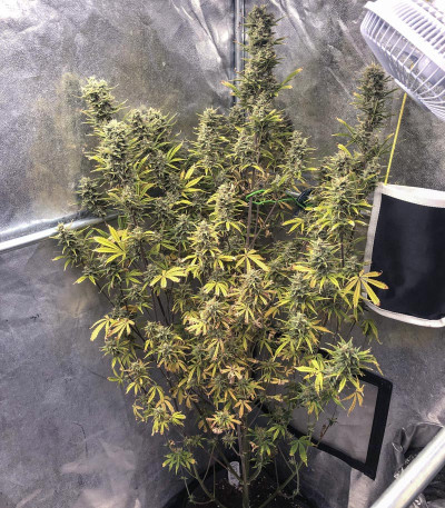 Семена сорта Auto Glueberry O.G. fem (Dutch Passion)