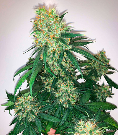 Семена сорта Auto Maria III fem (Семяныч)