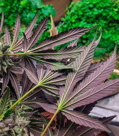 Семена сорта Farmer’s Daughter fem (Humboldt Seed Company)