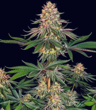 Семена сорта Lemon Drizzle fem (Barney's Farm)