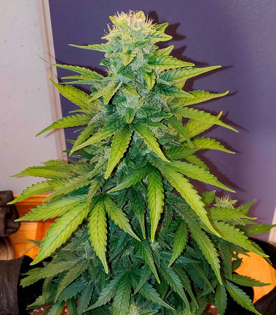 Семена сорта LSD 2 Auto fem (Семяныч)