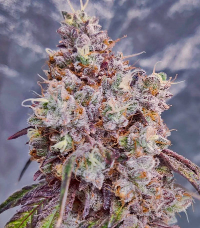 Семена сорта Miracle Alien Cookies fem (7CH American)