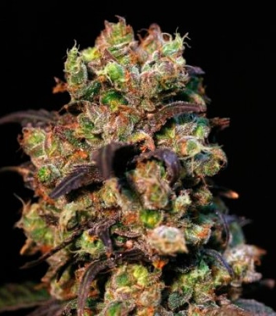 Семена сорта Taison Auto fem (VIP seeds)