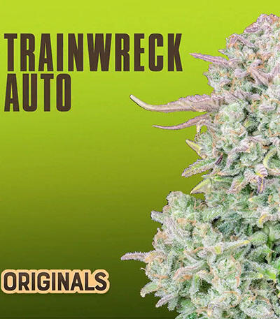 Семена сорта Original Trainwreck Auto fem (FastBuds)