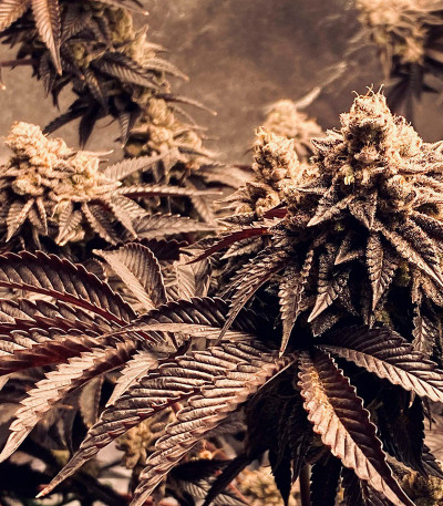 Семена сорта White Wedding RBX fem (Ethos Genetics)