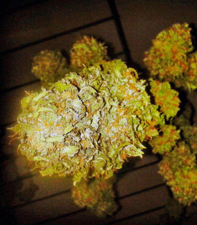 Семена сорта Exodus Cheese fem (Green House Seeds)