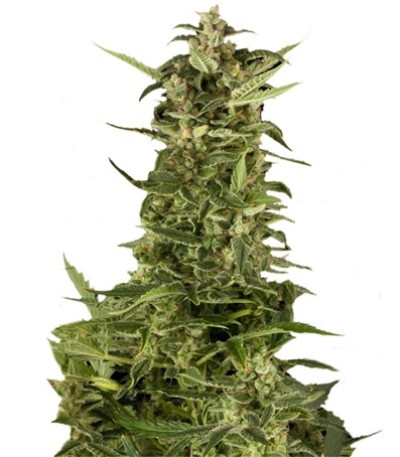 Семена сорта PolarLight #2 Auto fem