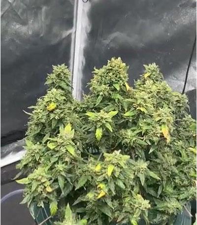 Семена сорта Zkittlez Auto fem (FastBuds)