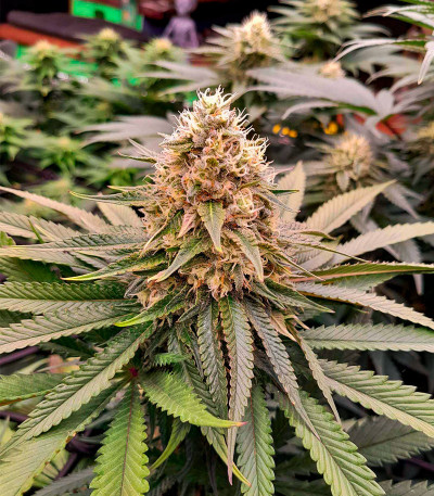 Семена сорта Apple Fritter Fast Version fem (7CH American)