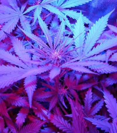 Семена сорта Critical Jack Herer Auto fem (Delicious Seeds)