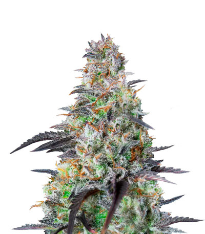 Семена сорта Mimosa Cake Auto fem