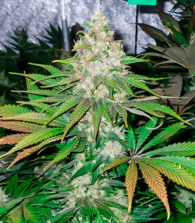 Семена сорта Shiskaberry fem (Семяныч)