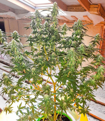Семена сорта Afghan Kush fem (Семяныч)