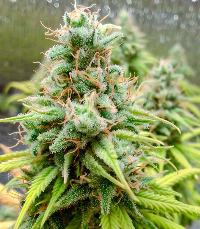 Семена сорта Astral fem (Семяныч)