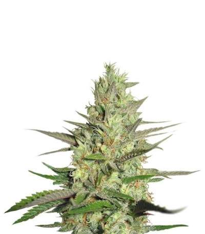 Семена сорта Special Queen 1 fem (Royal Queen Seeds)