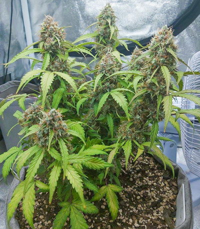 Семена сорта Auto Green Wild Shark fem (Victory Seeds)