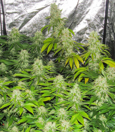 Семена сорта Chem Beyond Diesel CBD fem (Sweet Seeds)