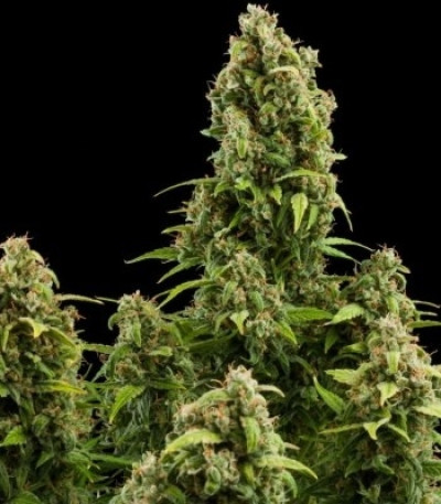 Семена сорта Diesel Automatic fem (Royal Queen Seeds)