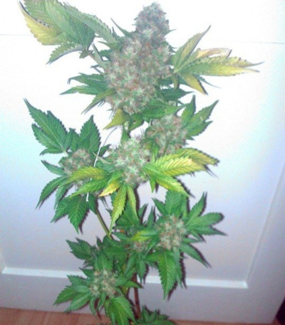 Семена сорта Haze Berry fem (Royal Queen Seeds)