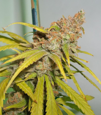 Семена сорта Pineapple Chunk fem (Семяныч)