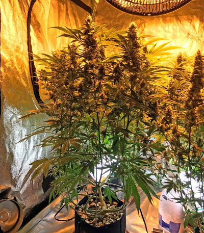 Семена сорта Snow White (Big Bud) fem (Nirvana Seeds)