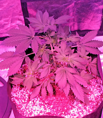 Семена сорта Swiss Cheese fem