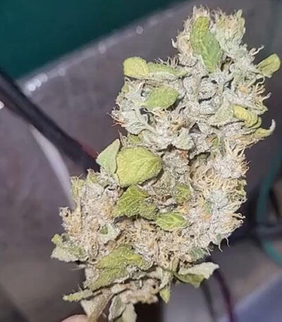 Семена сорта Triple Cheese fem (Barney's Farm)