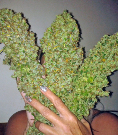 Сорт конопли Skunk #11