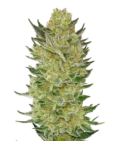 Семена сорта Auto Somango Glue fem (Advanced Seeds)