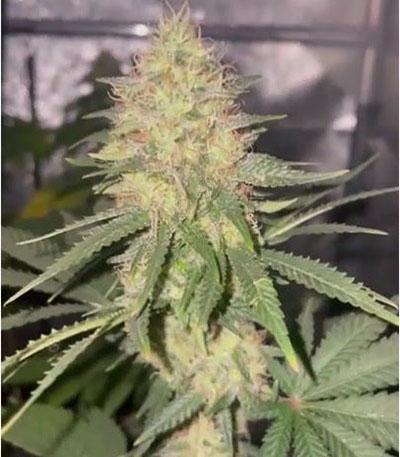 Семена сорта Pineapple Chunk fem (Barney's Farm)