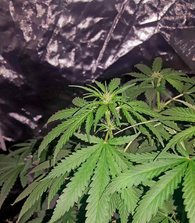 Семена сорта Afghan Kush X Black Domina fem (World of Seeds)