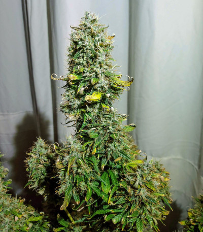 Семена сорта Auto Euforia fem (Dutch Passion)