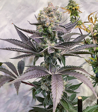 Семена сорта Bruce Banner # fem (AlphaFem Seeds)