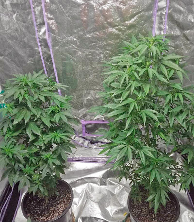 Семена сорта Kritikal-K fem