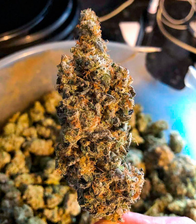 Семена сорта Miracle Alien Cookies fem (7CH American)