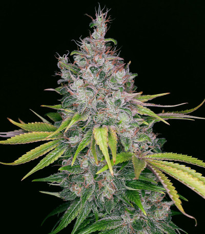 Семена сорта NYC Diesel CBD fem (Sweet Seeds)