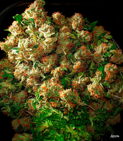 Семена сорта Y Griega fem